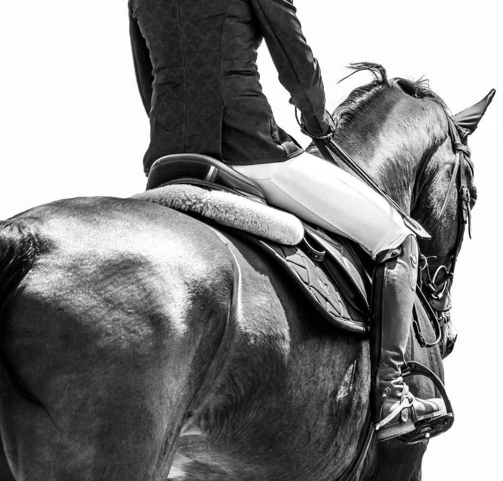 equine vet Canterbury,
sports medicine, rehab,
sports med vet, PPE